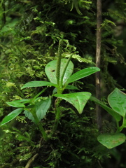 Peperomia pennellii