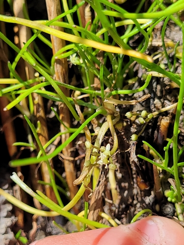 Image of Lilaeopsis occidentalis by (c) Konshau Duman, some rights reserved (CC BY)