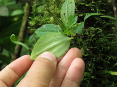 Peperomia pennellii
