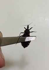 Triatoma sanguisuga