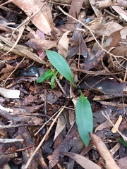 Chiloglottis trapeziformis