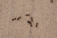 Dorymyrmex bicolor