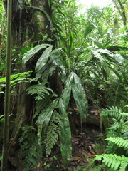 Cyclanthus bipartitus