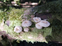 Marasmiellus alliiodorus