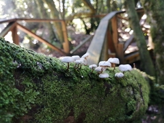Marasmiellus alliiodorus