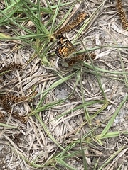 Phyciodes phaon