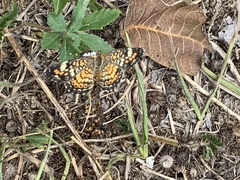 Phyciodes phaon