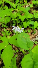 Phlox stolonifera