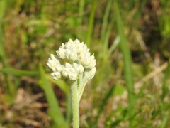 Lachnanthes
