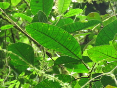 Ficus tonduzii