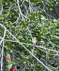 Selasphorus