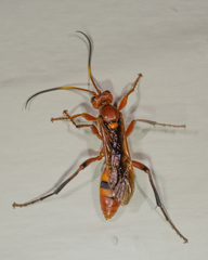 Ichneumonina