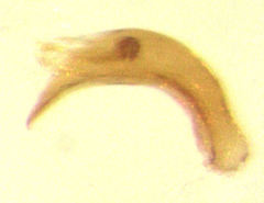 Orthoperus atomarius