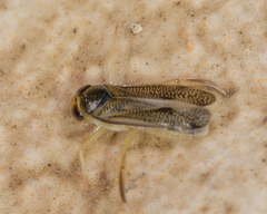 Trichocorixa