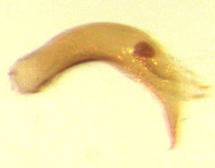 Orthoperus atomarius