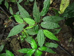 Piper sphaeroides