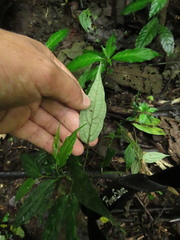 Piper sphaeroides