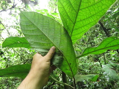 Ocotea macrophylla