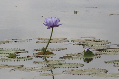 Nymphaea gigantea