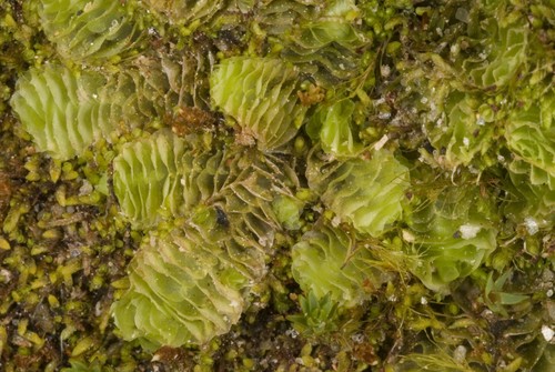 Schistochilaceae