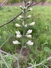 Baptisia alba macrophylla