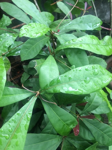 Synsepalum dulcificum
