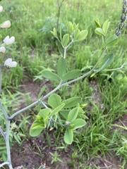 Baptisia alba macrophylla