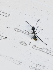 Formica subsericea
