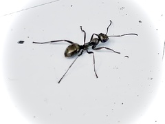 Formica subsericea
