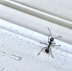 Formica subsericea