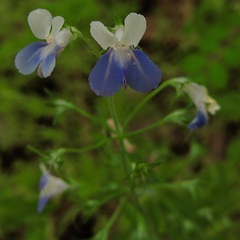 Collinsia verna