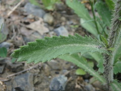 Leucanthemum pallens
