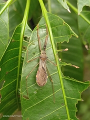 Epidaus sexspinus