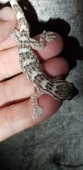 Tarentola crombiei