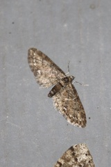Eupithecia graefii