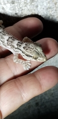 Tarentola crombiei