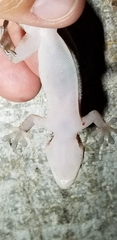 Tarentola crombiei