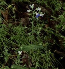 Collinsia verna