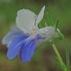 Collinsia verna