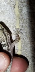 Tarentola crombiei
