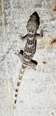 Tarentola crombiei