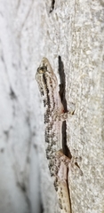 Tarentola crombiei