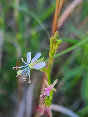 prairie beeblossom (Oenothera triangulata)