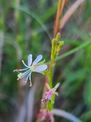 Oenothera triangulata