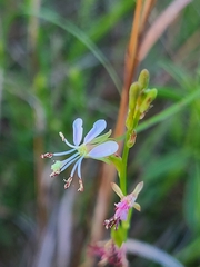 Oenothera triangulata