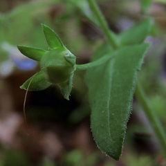 Collinsia verna