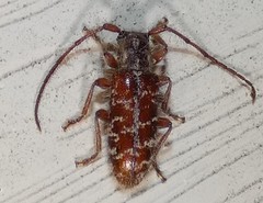 Eupogonius tomentosus