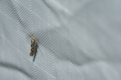 Phyllonorycter nipigon