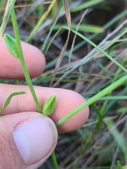 Oenothera triangulata