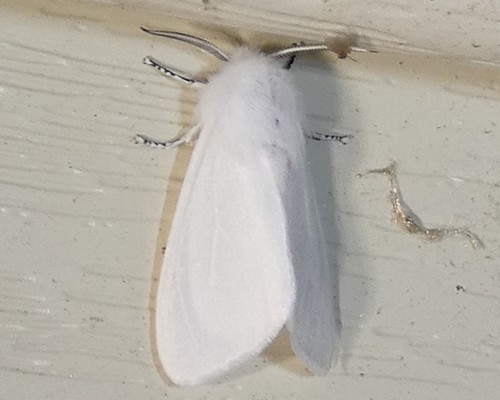 Fall webworm